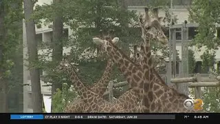 June 21 Is World Giraffe Day
