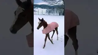 kind horse#animals #horse #kindness #pets #love #shorts