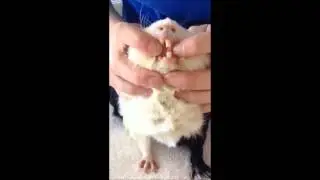 Guinea Pig Vet Exam