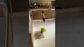 Пупок без ума от солнечных зайцев еще с детства😽 #cat #cuteanimals #catshorts #веселыекоты #funny