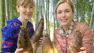 Бамбук, трава или дерево... Bamboo garden in Japan .