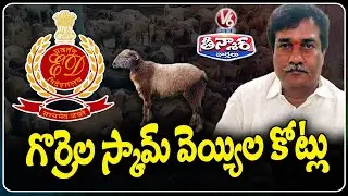 ED Uncovers ₹1000 Crore Scam in Telangana Sheep Distribution Scam | V6 Teenmaar