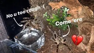 Жаждущий самец тарантулы 