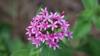 Butterfly Garden at Reiter Park