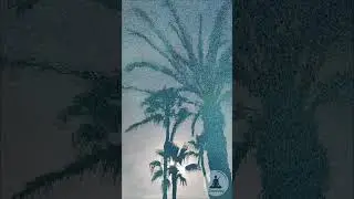 Mesmerizing Palm Tree Reflections on Pool Water 🌴 Soothing Chill Music