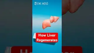 How Your Liver Regenerates If You Donate Partially  #medical #organdonation