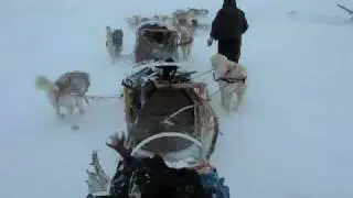 Extreme Alaskan malamutes at work in the Arctic