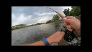 Pražsk&yacute; streetfishing a Bolen na streamera - Asp hooked on streamer during Prague streetfishing