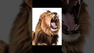 White Lion Jewels | Bold Silver Jewelry for Every Attitude