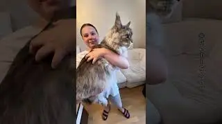 10kg of Pure Love🧸She Carries Him Like a Baby #gelicoon #mainecoon #gentlegiant  #fluffycat #catasmr