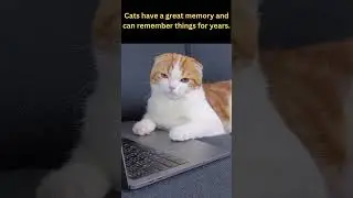 Cats Memory! - #shorts #hopesfacts