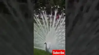 white pecock #pecock #animals #love  #viralvideo #youtubeshorts