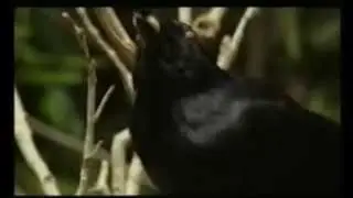 New Caledonian Crow