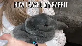 💙🐇GI stasis in rabbits. What I did to save my rabbit🐇💙
