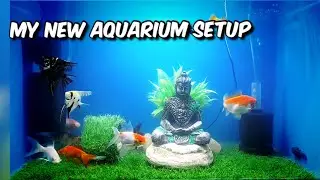 2ft New Aquarium setup | Desi Aqua Boy | Koi Carp | Gold Fish | Angel Fish | 2 mollies 🐟