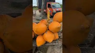 Amazing Healthy Drink - King Coconut (600won)- Sri Lanka Street Food #shortsvideo