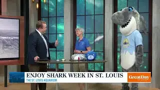 Enjoy Shark Week in St. Louis