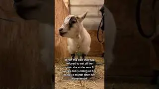 A sign of early pregnancy can be an increased appetite! She had twins! #goats #farm #funny #pets