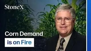 Corn Exports Surge, 25M Bushels Sold | USDA Flash Sales, Global Demand & Harvest Outlook