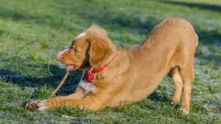 Alfie & Ziggy, Love At First Sight, Nova Scotia Duck Tolling Retriever Puppy and Labradoodle Puppy