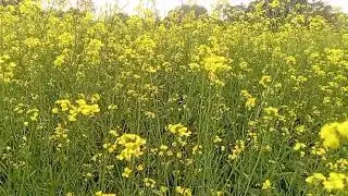 Natural Vibes.feel the nature.garden.