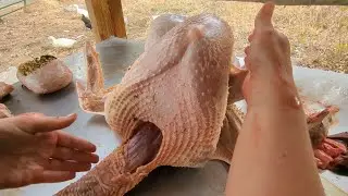 From Farm to Table - How we Butcher Turkeys on our Homestead