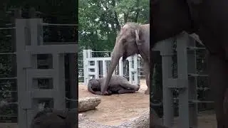 Jets nap time, or is it? So tired! #jet #elephant #godisgood #baby #mom #love Joy
