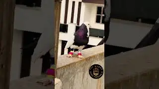 Aaj Ki Raat - |Stree 2| SkyHumor |#trending #shorts #birds #ytshorts