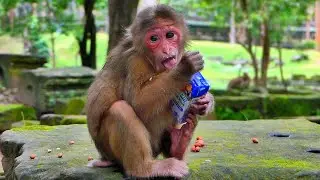 Balina’s Sweet Moment Drinking Milk Like a Baby 💞🐒,/monkeynaturekh/