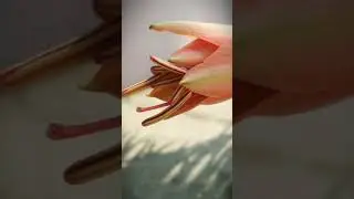 let's capture and edit👌👌👌( lily's flower part- 1),photography with mobile😀😀😀,music:turn up the watts
