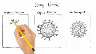 BIOL 1560 HIV Genes - Helen Kim