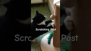 #ASMR Claws on scratching post.Cat Mittens will she choose her old or new scratching post?
