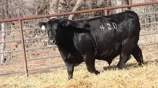 Lot 25