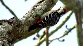 #birdsofnepal | #beautyofnature  #birdsofchitwan #chitwannationalpark | birds of nepal|Nature Beauty