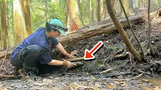 流水性サンショウウオはこんな場所にいます