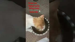 Street cat-bimar # bacha# street# cute #animals #love # hungry #cutecat Please #support #subscribe