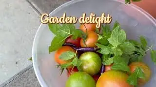 Late summer garden harvest🇬🇧#homegrownfood #gardendelight 