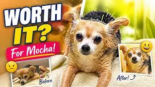 Dog Whisperer & Mocha How About Work From Anywhere #legal, #realestate