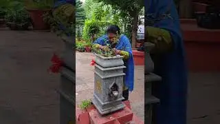 తులసమ్మ గుబురుగా పెరగాలంటే  | Tulasi | Tulasi Plant | Gardening | Kalagura Gampa
