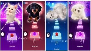 THE MOST CUTES CATS AND DOGS | WEDNESDEY SONG -IMAGINE DRAGONS DOG VS BLACKPINK| TILES HOP EDM RUSH