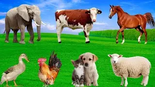Animal Sounds - Sheep, Cow, Dog, Cat, Duck, Elephant - Familiar Animals