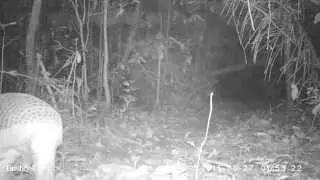 Giant Armadillo (Priodontes maximus) Yungunturo in the Peruvian Amazon