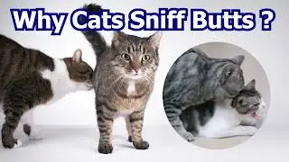 Why Do Cats Sniff Butts ?