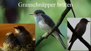 Grauschn&auml;pper (Muscicapa striata)