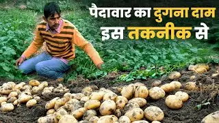 धान की पराली से किसान उगा रहा है आलू | Potato Farming in India | आलू की खेती (S1 EP 21)