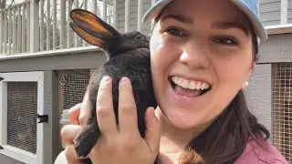REX RABBITS | sexing, weaning, & breeding for meat
