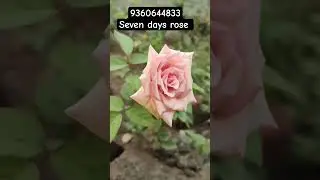 Предложение онлайн-заказа, обзор растений #оценка#tamil#shorts#inata#rosecaring#rose#flowers#vira...