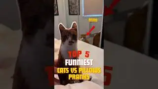 TOP 5 FUNNIEST Cats VS Pillows PRANKS 😆😹❤️