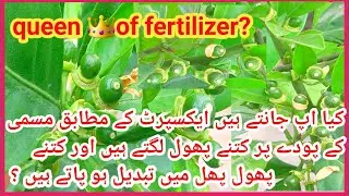 How to get more✈ fruit setting my mosambi plant .Citrus🍊 limetta mosami plant care,