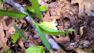 Wild Oats / Bellwort ( Uvularia sessilifolia )